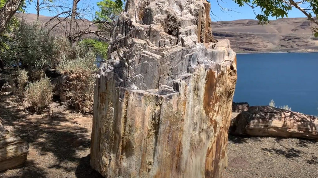 A Petrified tree at Ginkgo Petrified Forest State Park.