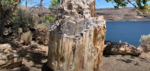 A Petrified tree at Ginkgo Petrified Forest State Park.